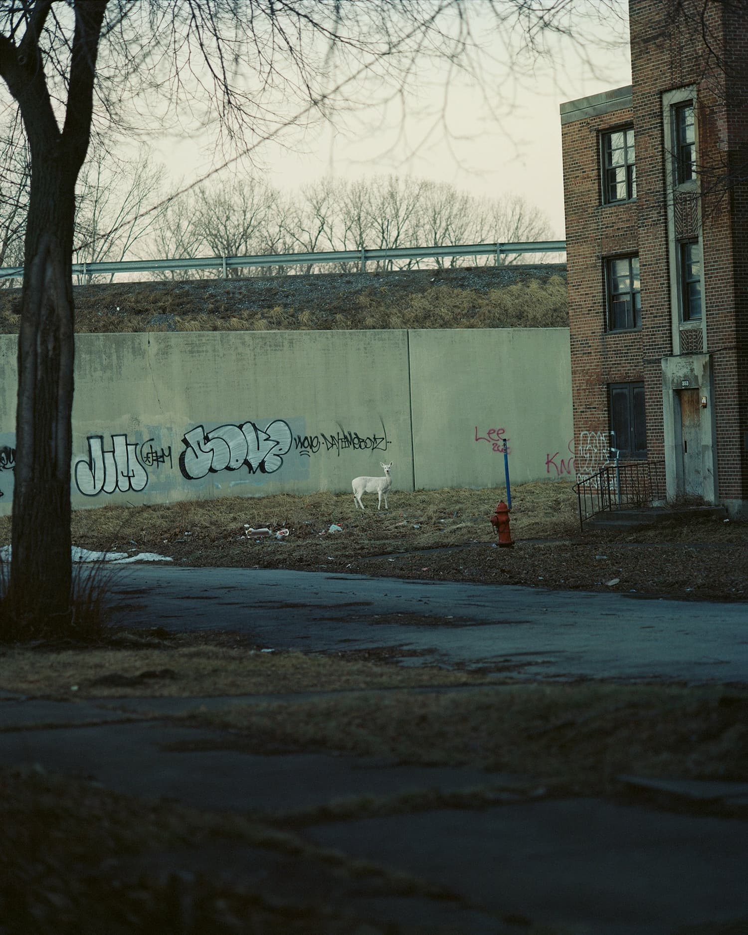 Gregory Halpern - King, Queen, Knave
