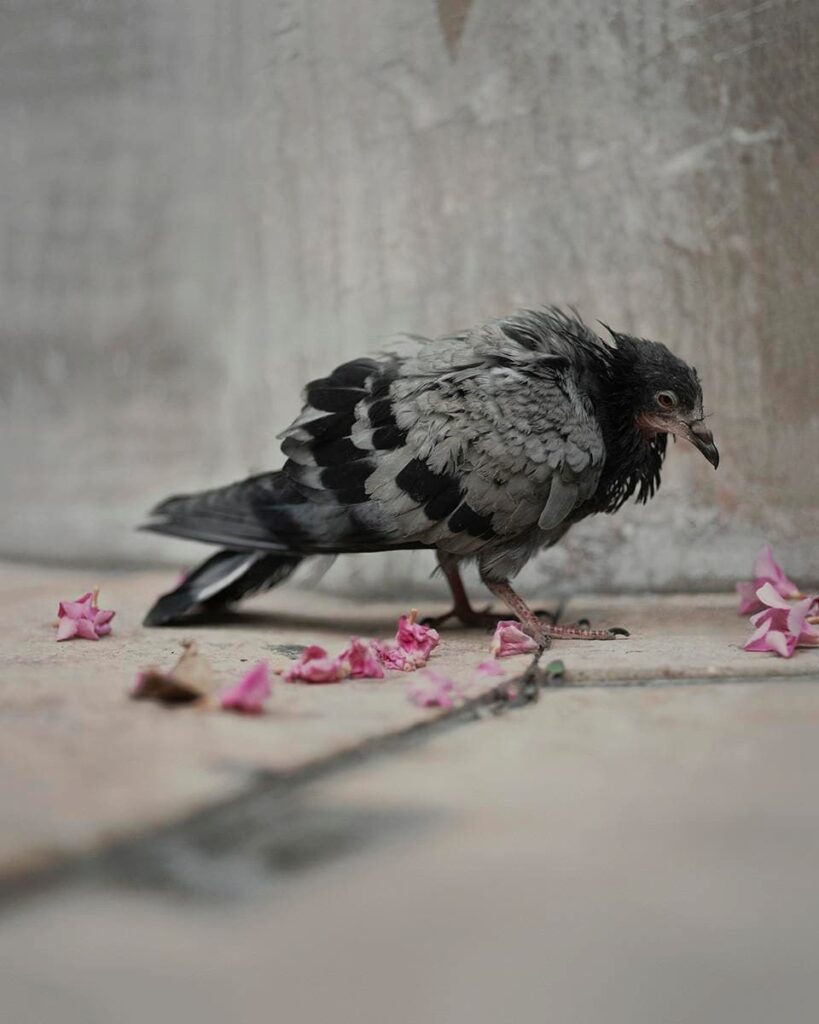 Gregory Halpern - King, Queen, Knave