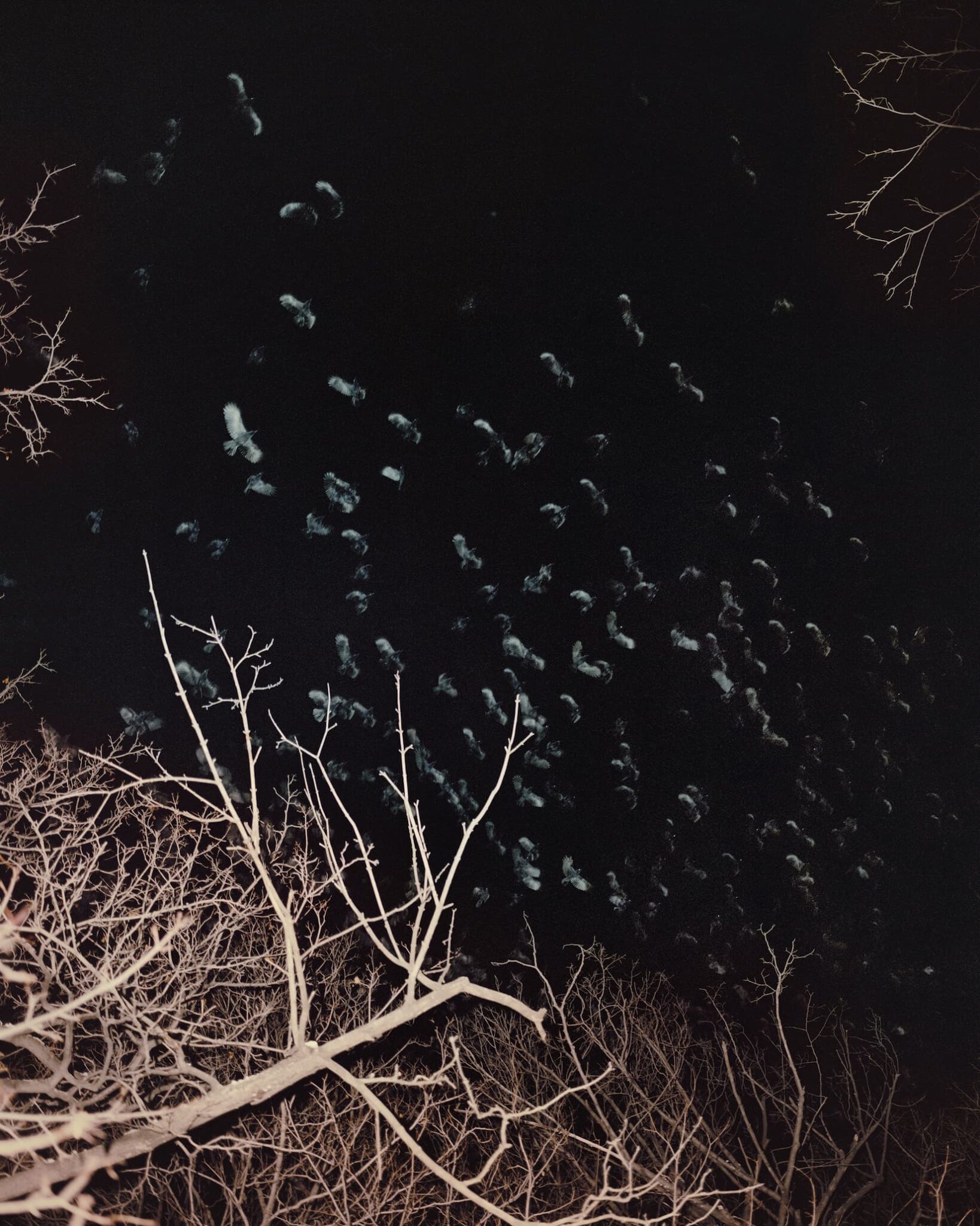 Gregory Halpern - King, Queen, Knave
