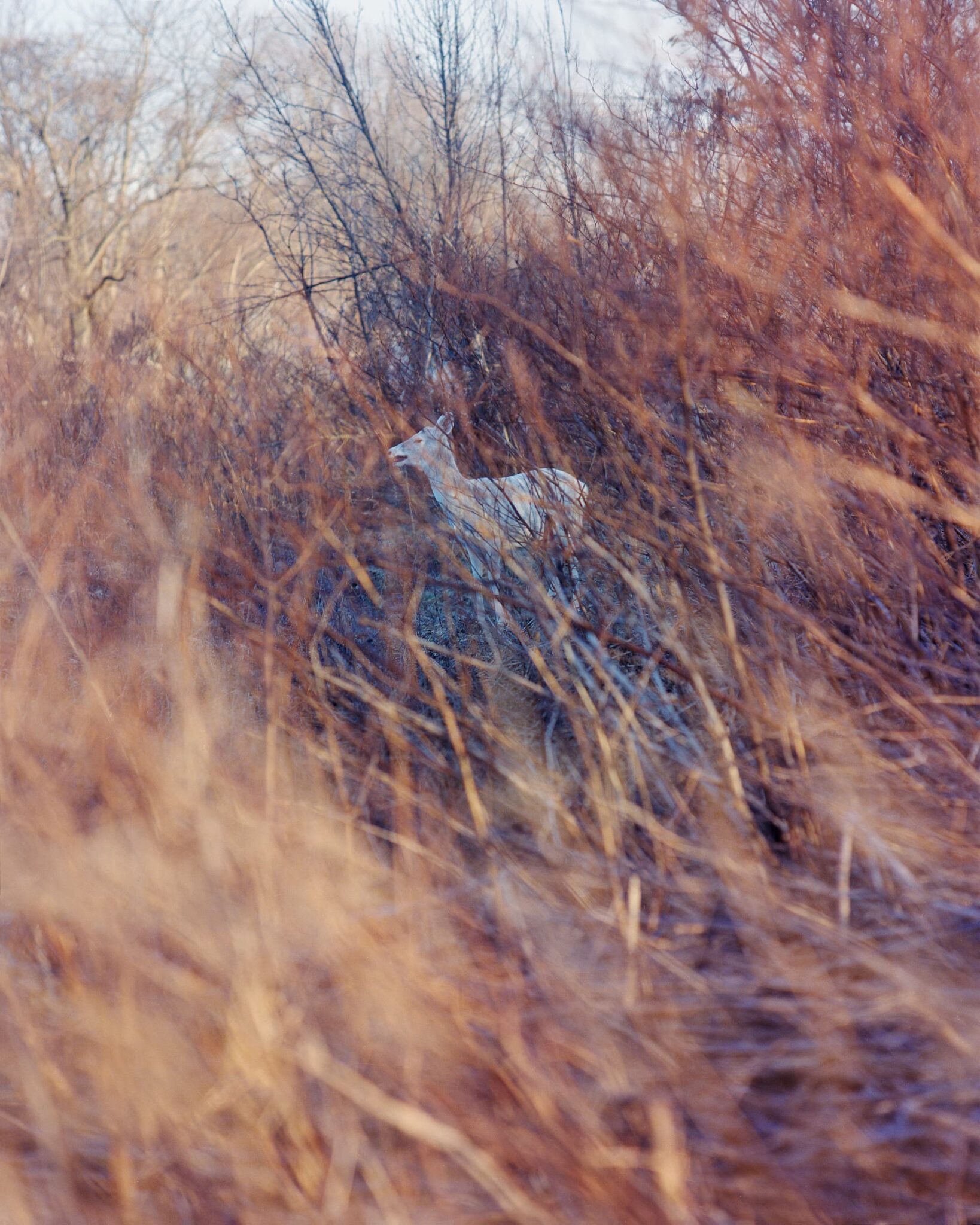 Gregory Halpern - King, Queen, Knave