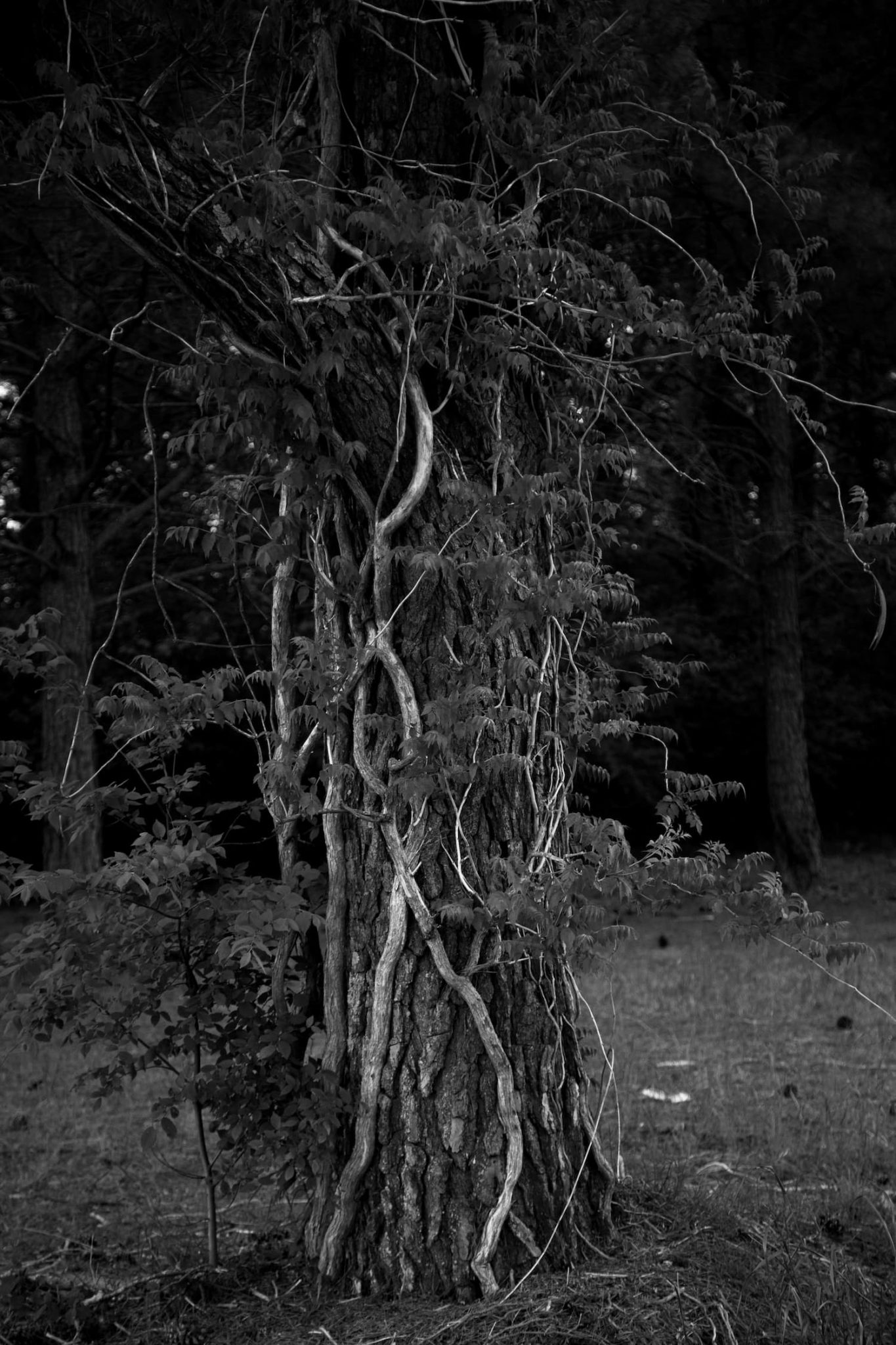 Céline Sarr - Wilson - Arbre