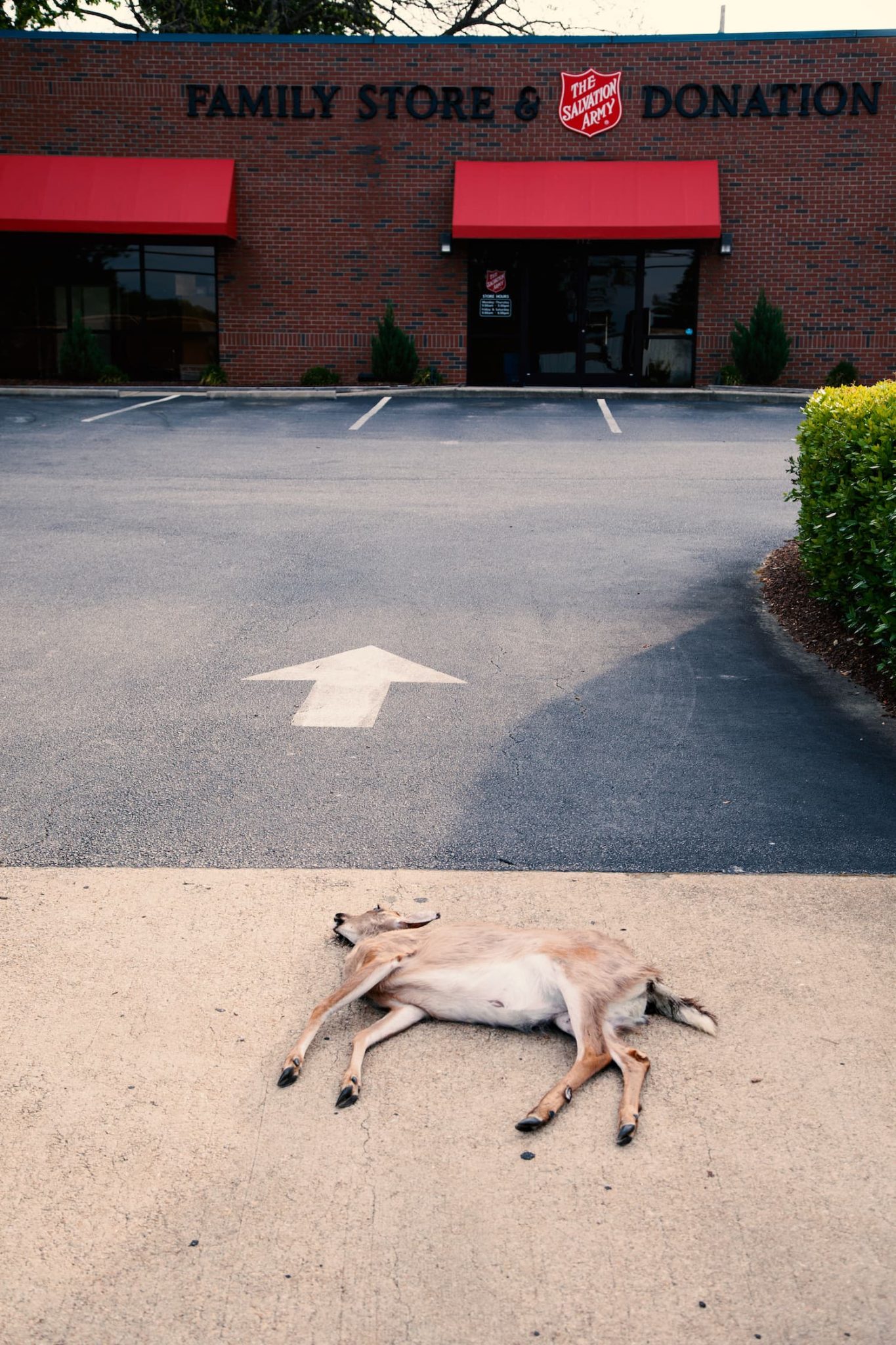 Céline Sarr - Wilson