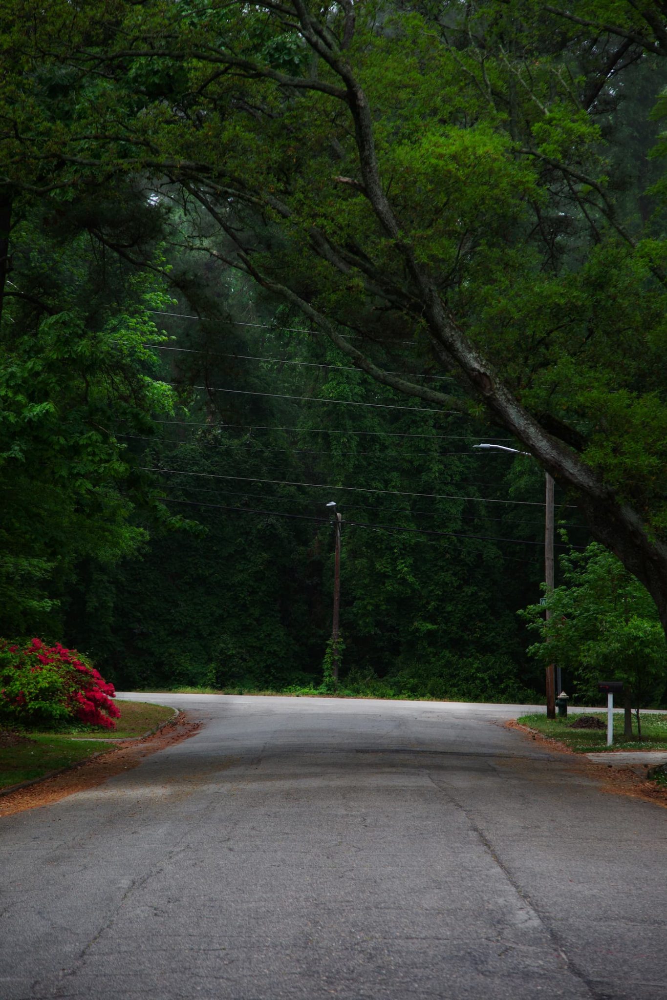 Céline Sarr - Wilson