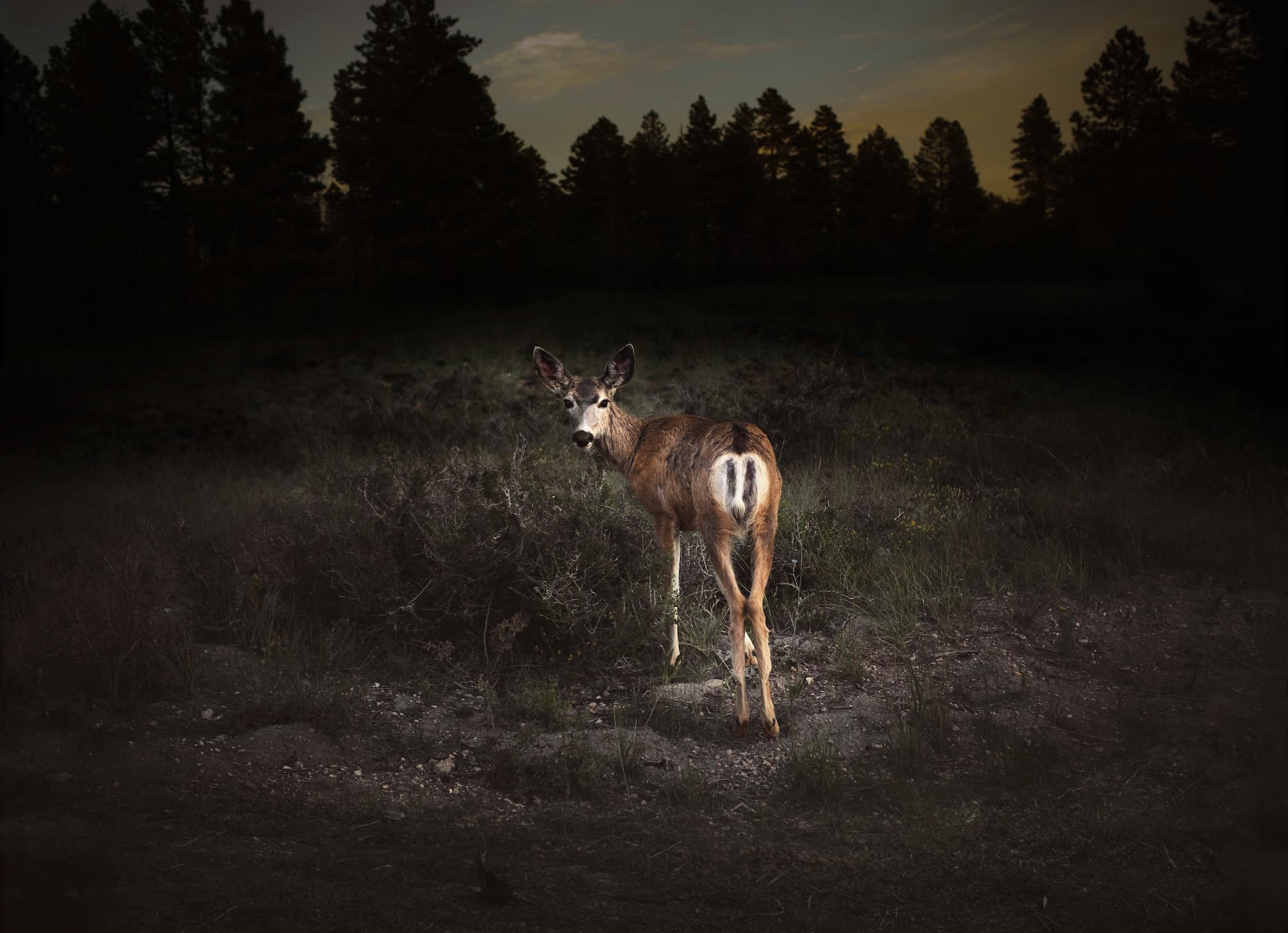 Olivier Metzger, Bambi, Nevada, 2010