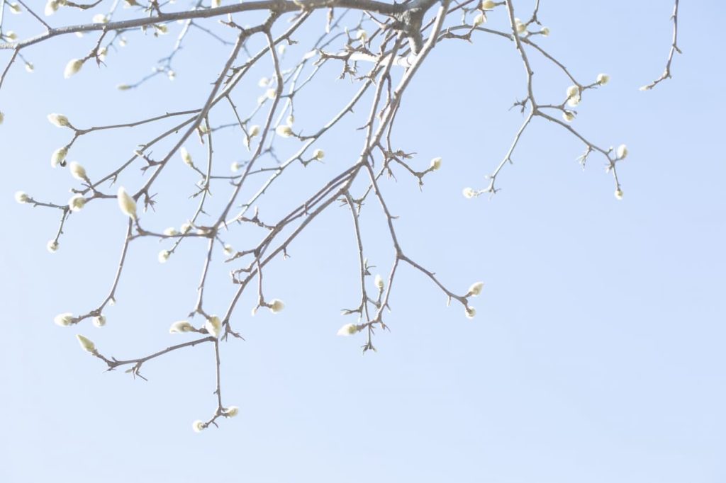Rinko Kawauchi, As it is