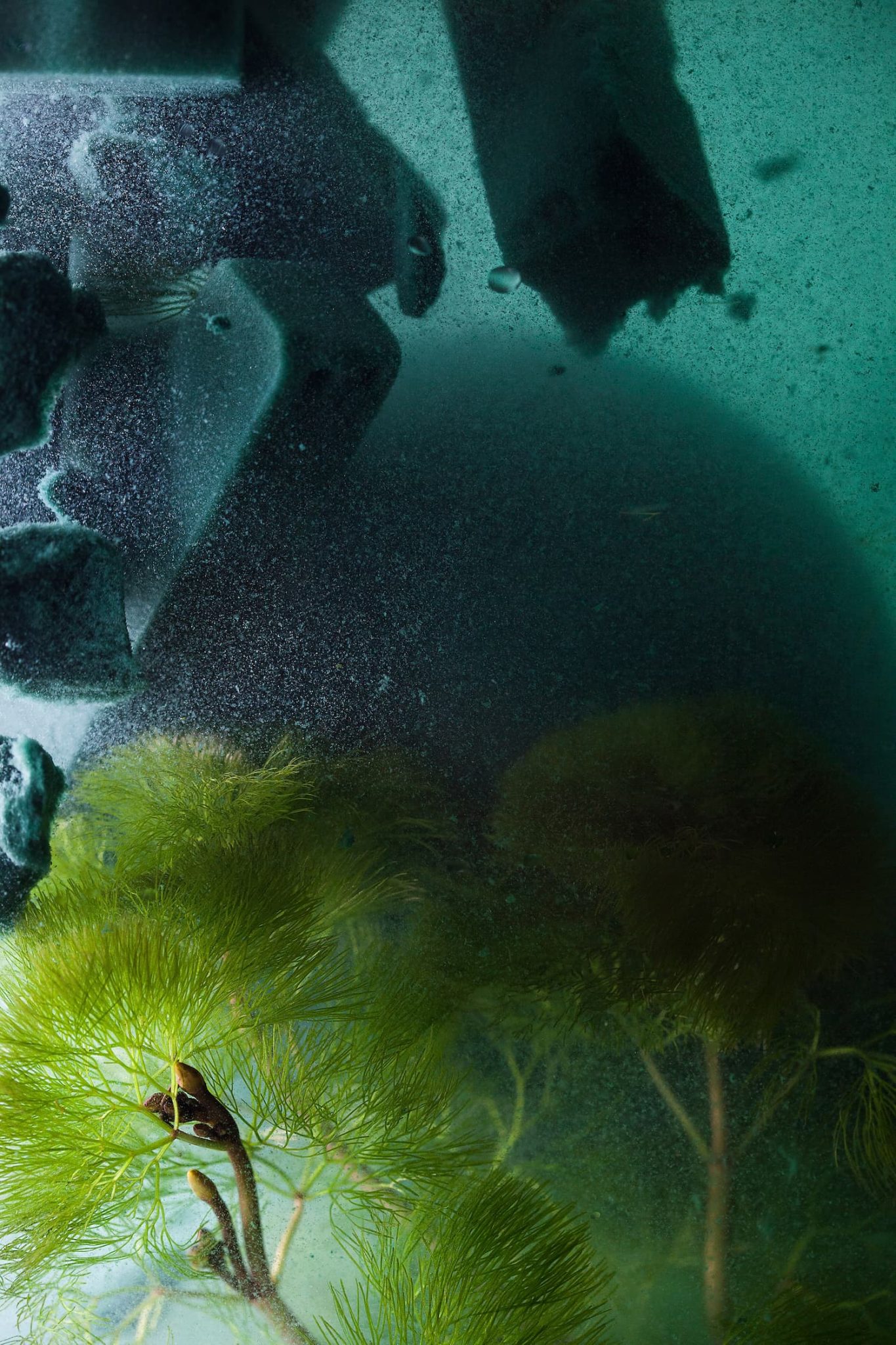 Alice Pallot, Oasis Foam soaked with Water (“Mousse Oasis imbibée d'eau”), série Oasis, 2019