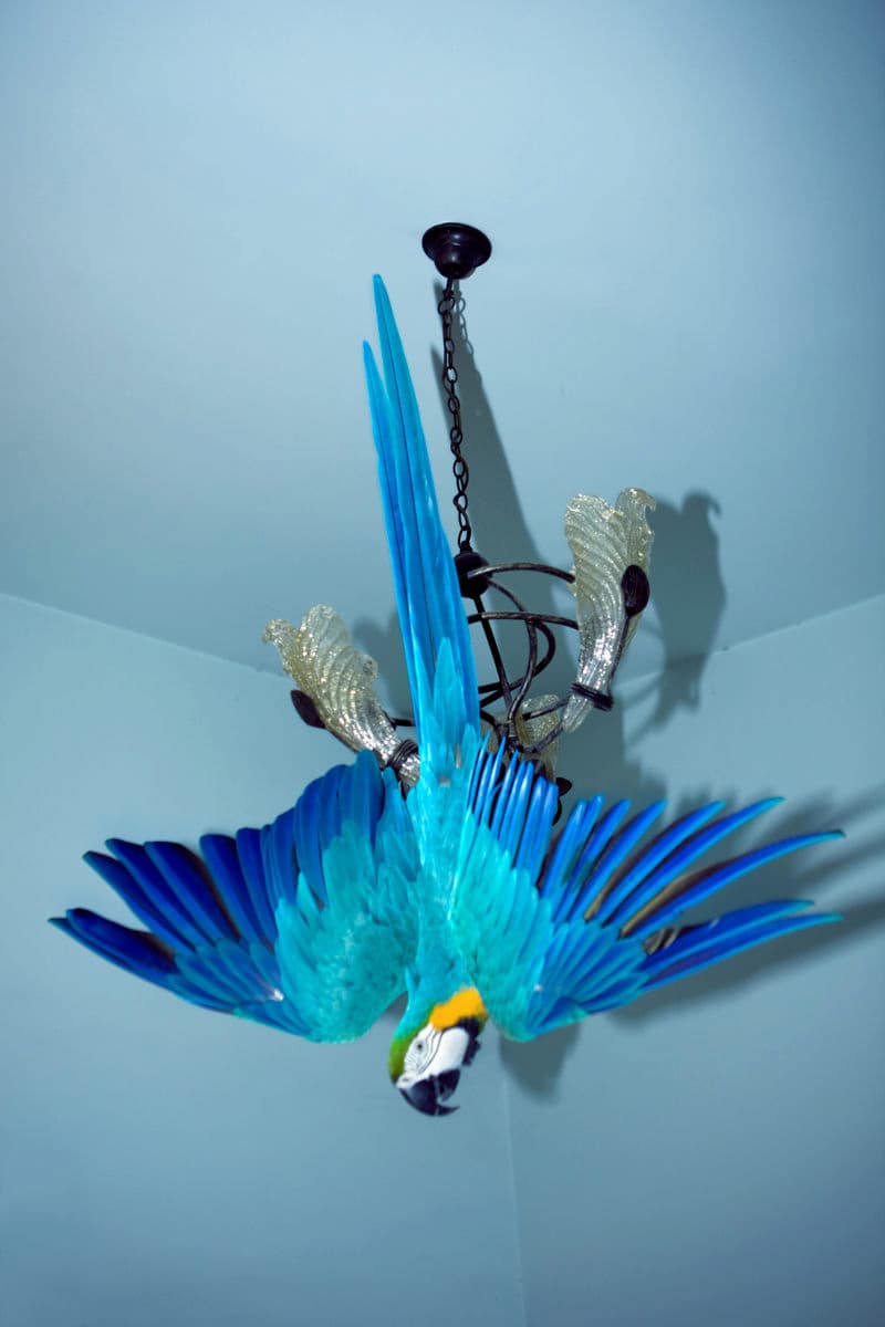 Feng Li, Série “Cochon”, 2010