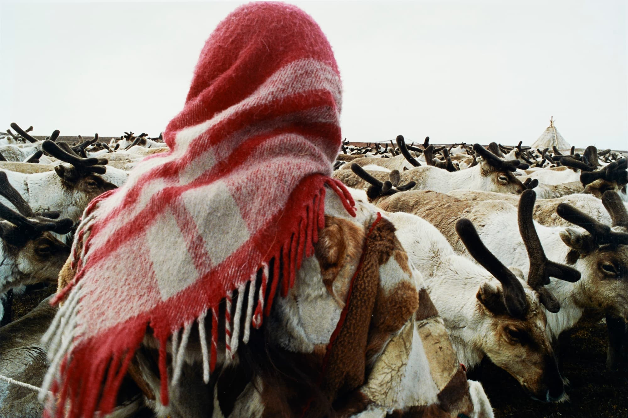 Françoise Huguier, Troupeau de rennes nenet. Presqu’île de Iamal, Iar-Sale, Sibérie, 1992