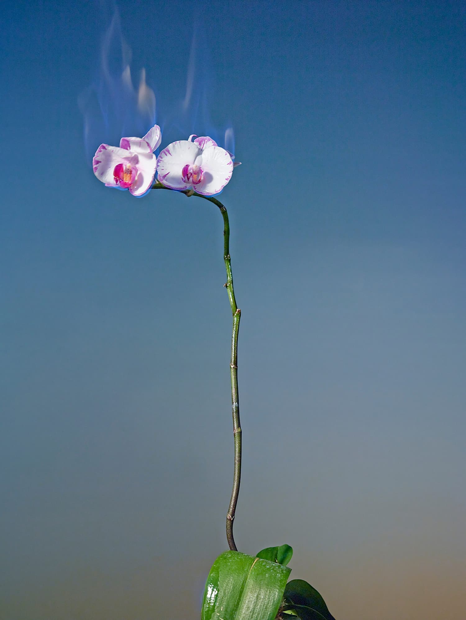 Jiang Zhi, Lettres d’amour n°22, 2014