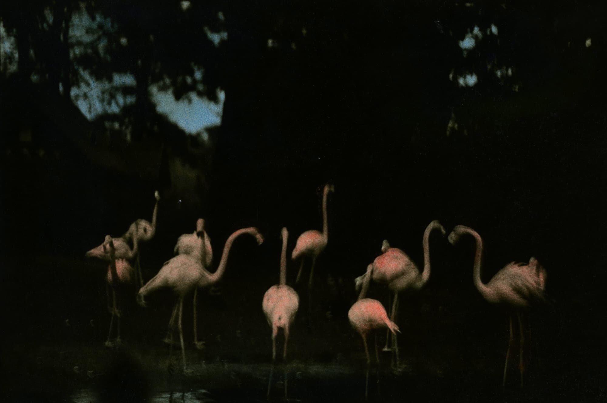 Ming Smith, Flamant rose fandango (peint), 1988