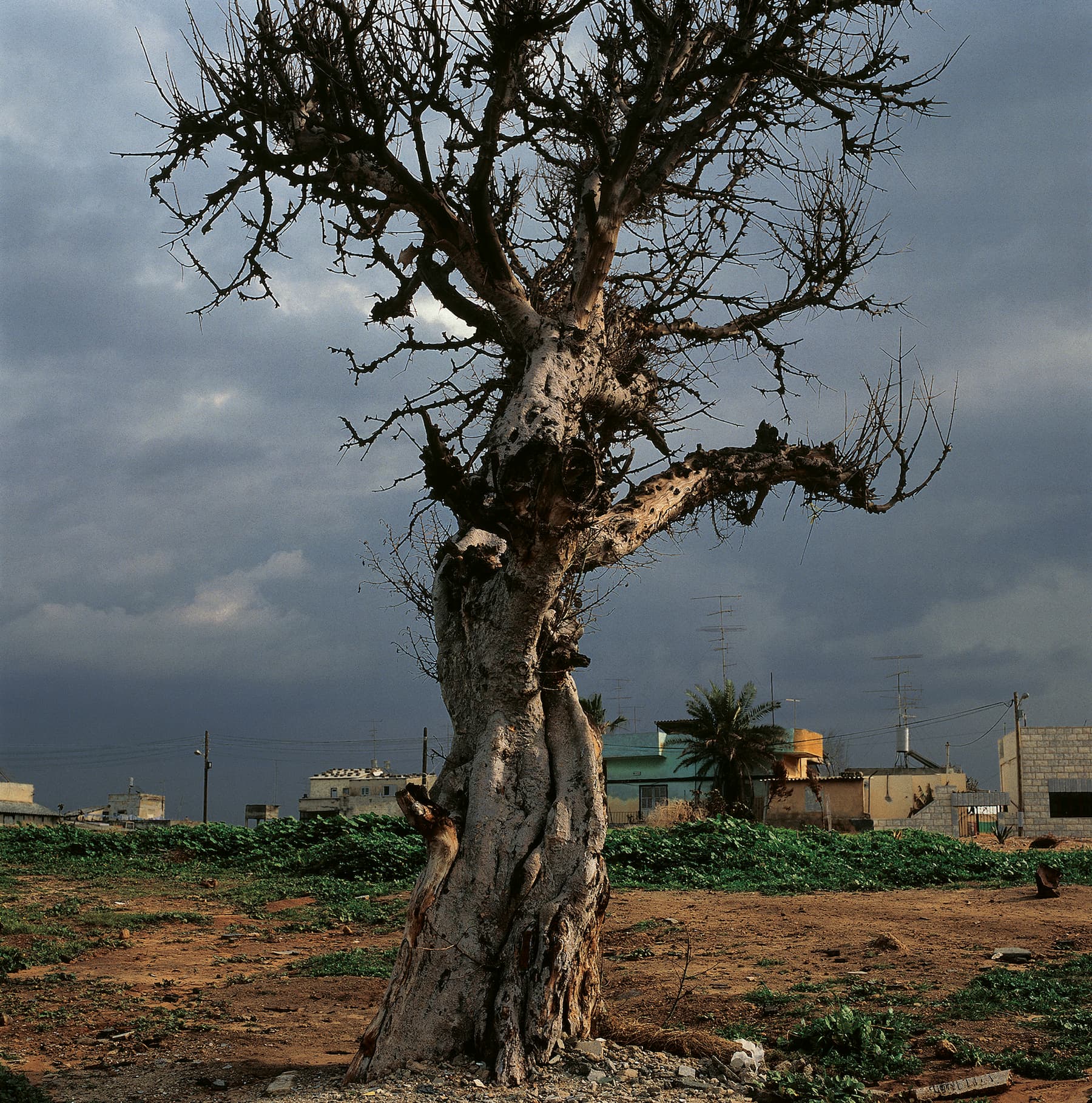 Didier Ben Loulou - Jaffa